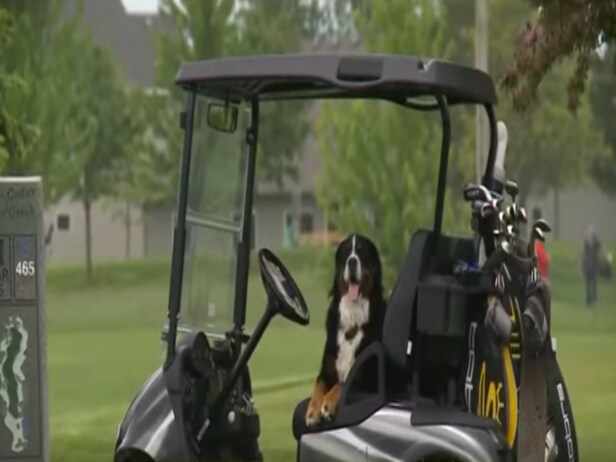 This dog who retrieves golf balls is using his skills to help animals in need | This is the Loop